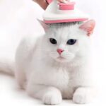 Escova Removedora de Pelos para Cães Gatos (5)